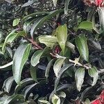 Satyria warszewiczii Leaf