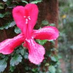 Asteranthera ovata 花