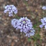 Iberis linifoliaFlower