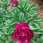 Paeonia lactifloraFlower