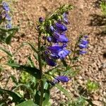 Penstemon speciosus Virág