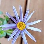 Felicia amelloides Flower