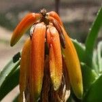Aloiampelos striatula Flower