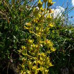 Saxifraga mutata Lorea