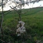 Prunus spinosa Habit