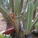 Cereus hildmannianus Hábito