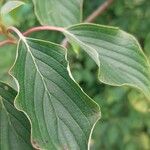 Cornus alternifolia Yaprak