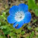 Nemophila menziesii Květ