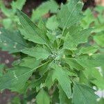 Chenopodium ficifolium Lehti