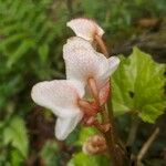Begonia nepalensis Kukka