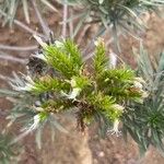 Echium aculeatum Flower