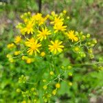 Senecio ampullaceus Кветка