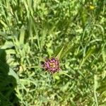 Tragopogon angustifolius 花