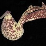 Aristolochia ringens 花