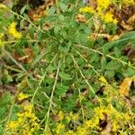 Solidago rugosa List