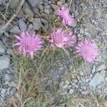 Atractylis humilis Flower