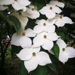 Cornus kousaFlower