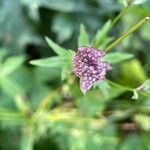Astrantia major 花