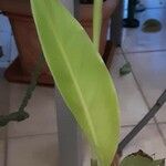 Alpinia zerumbet Blatt