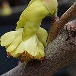Corylopsis spicata Λουλούδι