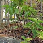 Cistus populifolius Likasa