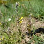 Myosotis balbisiana Hábito