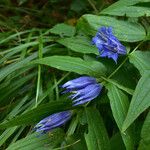 Gentiana asclepiadea Blüte