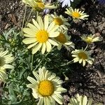 Argyranthemum maderense Квітка
