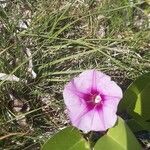 Ipomoea pes-caprae Blomma