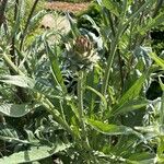 Cynara cardunculusFlor