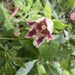 Codonopsis lanceolata Fleur