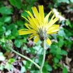 Hieracium glaucinum Flower