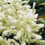 Astilbe japonica Lorea