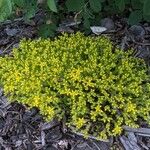 Sedum acreBlomst