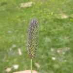 Phleum alpinum Fleur