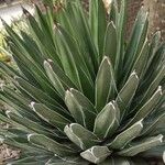 Agave victoriae-reginae Агульны выгляд