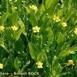 Ranunculus ophioglossifolius Libunga
