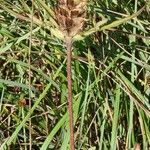 Prunella laciniata Mbuma
