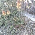 Aloe microstigma موطن