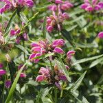 Phlomis herba-ventiFlors