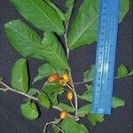 Casearia corymbosa Övriga