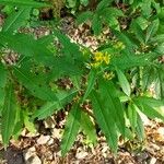 Senecio ovatus Habit