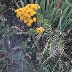 Tanacetum vulgareBlüte