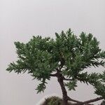 Juniperus chinensis Frunză