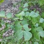 Haematoxylum campechianum Levél