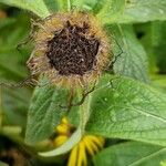 Inula helenium Плод