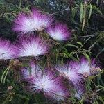 Calliandra brevipes Λουλούδι