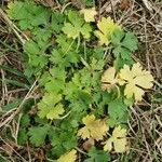 Ranunculus repens Yeri