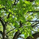 Catalpa speciosa Φύλλο