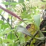 Bulbophyllum falcatum Облик